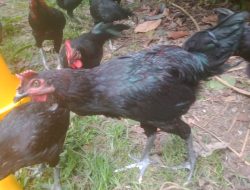 Beternak Ayam Kampung: Langkah Praktis Dan Peluang Bisnis