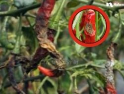 Pengendalian Penyakit Antraknosa Pada Cabai