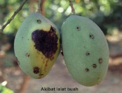 Lalat Buah Minggat: Pengendalian yang Efektif dengan Pestisida yang Tepat