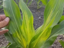 Cara Mudah Mencegah Penyakit Bulai Pada Tanaman Jagung