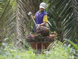 Apakah Kebun Sawit Itu Menguntungkan? Perspektif dan Realita