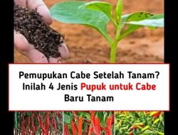 Rahasia Pemupukan Cabe: Trik Ampuh Agar Tanaman Subur dan Berbuah Lebat