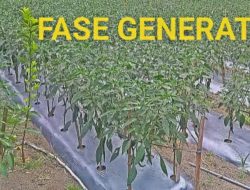 Rahasia Pemupukan Cabe di Fase Generatif: Panen Melimpah dengan Cara yang Tepat!