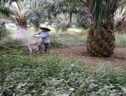 Pupuk Kelapa Sawit: Cara Simpel dan Efektif