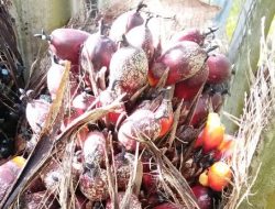 Penyebab Busuk Buah pada Tanaman Kelapa Sawit
