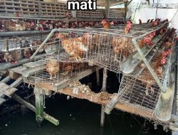 Mengatasi Ayam Mati Mendadak: Penyebab dan Solusi
