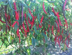Menanam Cabe di Lahan Gambut: Tantangan dan Solusi