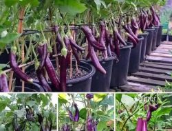 Cara Mudah Menanam Terong di Rumah dengan Pot
