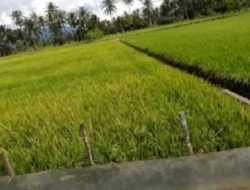 Opini: Krisis Produksi Beras dan Tantangan Sektor Pertanian Indonesia