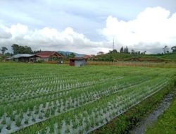 Tanaman Bawang Merah dan Penyakit Layu Fusarium