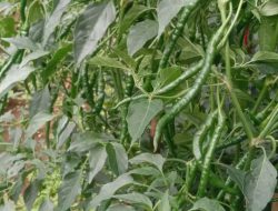 Manfaat dan Pentingnya Kalsium untuk Tanaman Cabe