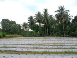 Cara Pengolahan Lahan untuk Tanaman Cabe