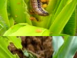 Ulat Grayak (Spodoptera sp.): Hama Berbahaya pada Tanaman Jagung