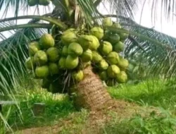 Peluang Menggiurkan Bisnis Kelapa Pandan Wangi