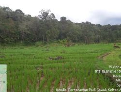 Cara Mengatasi Tanah Asam pada Sawah agar Panen Melimpah