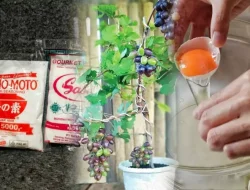 Racikan Pupuk Booster Alami: Perangsang Bunga dan Buah yang Efektif dan Cepat