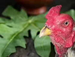 Manfaat Daun Pepaya untuk Ayam: Suplemen Alami yang Meningkatkan Kesehatan dan Produktivitas