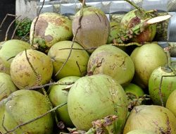 Harga Kelapa Meroket, Konsumen Lokal Tertekan