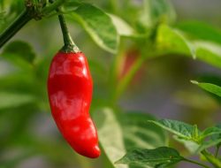 Penyebab Cabe Rontok di Musim Hujan dan Cara Mengatasinya