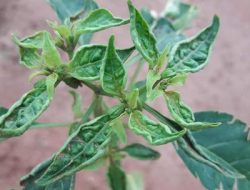 Thrips: Hama Kecil dengan Dampak Besar, Kenali dan Kendalikan Sekarang