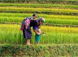 Female Breadwinners: Kontribusi Perempuan dalam Ekonomi Keluarga di Indonesia