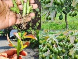 6 Tips Menanam Alpukat dalam Pot agar Cepat Berbuah untuk Pemula