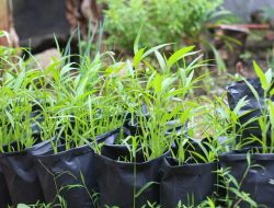 Tips Sukses Menanam Kangkung di Rumah dengan Media Pot atau Polybag