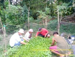 Rahasia Menyemai dan Menanam Cabai Agar Cepat Tumbuh Subur