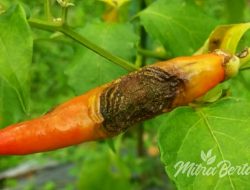 Cara Efektif Mengatasi Busuk Buah Antraknosa pada Cabai