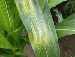 Bercak Daun pada Tanaman Jagung: Penyebab, Gejala, dan Cara Pengendalian Efektif”