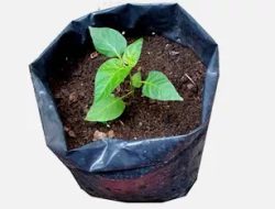 Panduan Media Tanam Cabai di Polybag: Komposisi Ideal Agar Subur dan Produkt