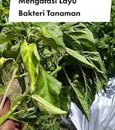 Penyakit  Layu Bakteri Ralstonia: Gejala, Penyebab, dan Cara Pengendalian Efektif