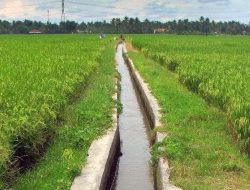 Pengairan Berselang pada Padi Sawah: Metode Efektif Meningkatkan Hasil Panen