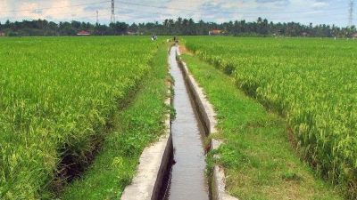 Pengairan Berselang pada Padi Sawah: Metode Efektif Meningkatkan Hasil Panen