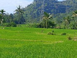 Pemerintah Perketat Perlindungan Lahan Pertanian, Wamentan Ingatkan Ancaman Krisis Pangan