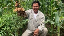 Lahan Kering Jadi Tambang Uang, Petani Wajib Tahu Teknik Tumpang Sari Jahe Ini