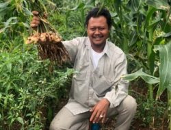 Lahan Kering Jadi Tambang Uang, Petani Wajib Tahu Teknik Tumpang Sari Jahe Ini